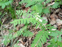 Vicia abbreviata