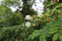Mimosa bimucronata