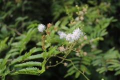 Mimosa bimucronata