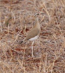 Cursorius somalensis