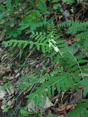 Vicia abbreviata