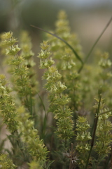 Sideritis spinulosa