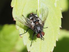 Winthemia quadripustulata