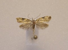 Trachypepla protochlora