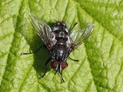 Winthemia quadripustulata