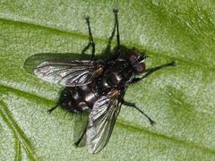 Rhinomorinia sarcophagina