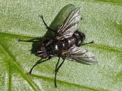 Rhinomorinia sarcophagina