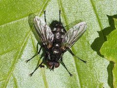 Rhinomorinia sarcophagina