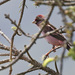 Yunnaninpunavarpunen - Photo (c) Dave Curtis, osa oikeuksista pidätetään (CC BY-NC-ND)