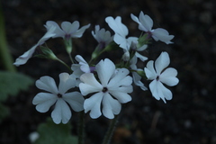 Primula sieboldii