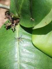 Phintelloides jesudasi