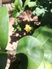 Phintelloides jesudasi