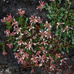 Teucrium buxifolium