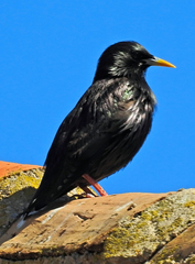 Sturnus unicolor