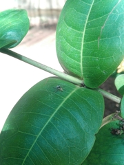 Phintelloides jesudasi