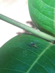 Phintelloides jesudasi