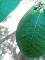 Phintelloides jesudasi