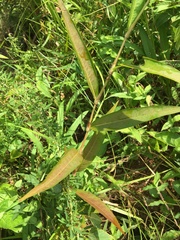 Persicaria setacea