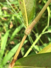 Persicaria setacea