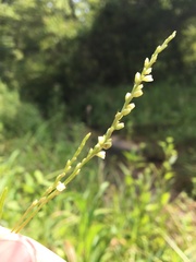 Persicaria setacea
