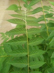 Ailanthus