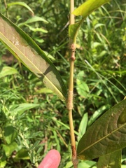 Persicaria setacea