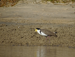 Vanellus miles novaehollandiae