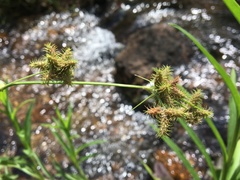 Fuirena simplex simplex