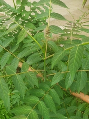 Ailanthus