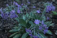 Primula halleri