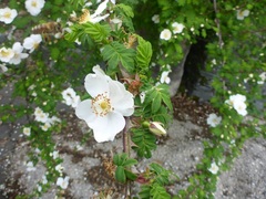 Rosa omeiensis