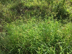 Fuirena simplex simplex
