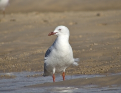 Chroicocephalus novaehollandiae
