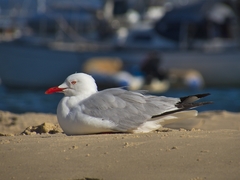 Chroicocephalus novaehollandiae