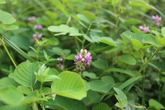 Grona styracifolia