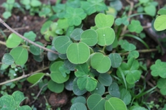 Grona styracifolia