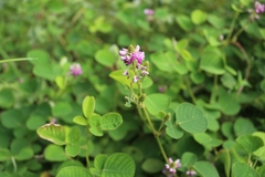 Grona styracifolia