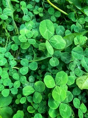 Trifolium repens