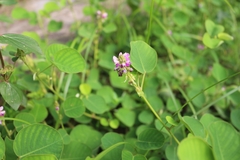 Grona styracifolia