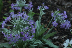 Primula halleri