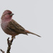 Chinese Beautiful Rosefinch - Photo (c) Dave Curtis, some rights reserved (CC BY-NC-ND)