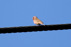 Chinese Beautiful Rosefinch photo 3