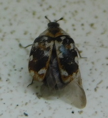 Anthrenus picturatus