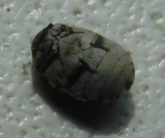 Anthrenus picturatus