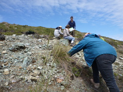 Calamagrostis ophitidis