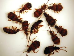 Pselaphophus atriventris