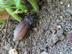 Carabus schoenherri