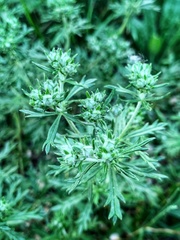 Potentilla argentea