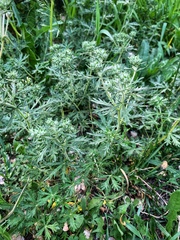 Potentilla argentea
