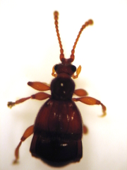 Pselaphophus atriventris